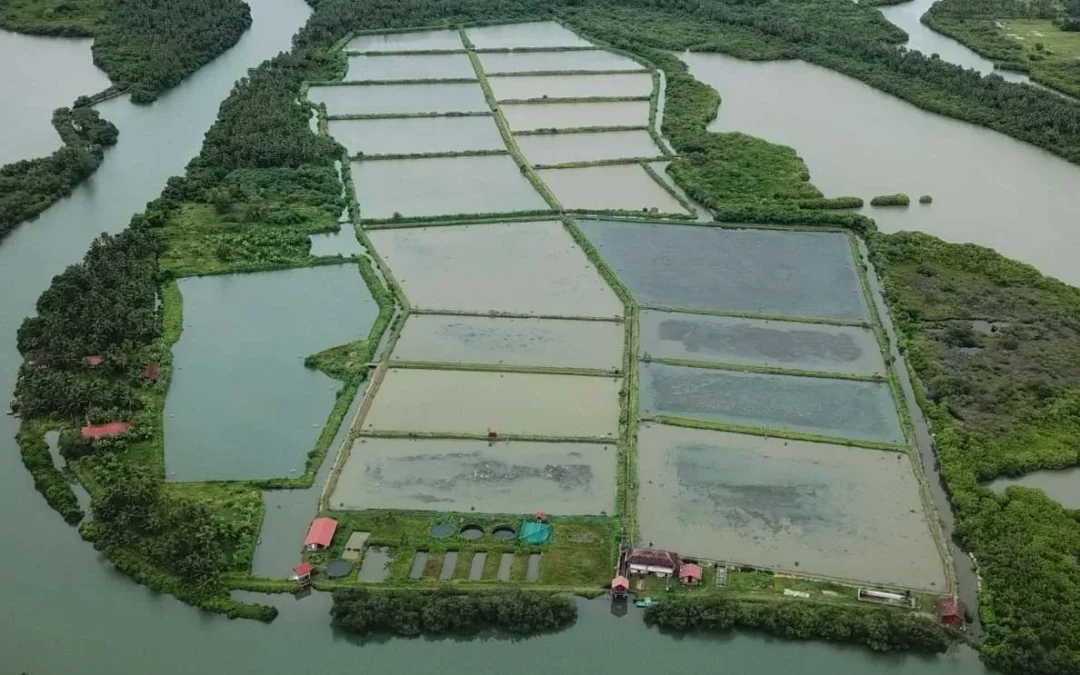 Disappearing defenders: The real threats facing mangrove forests today