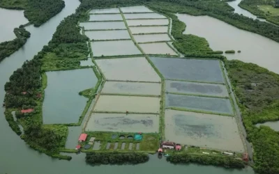 Disappearing defenders: The real threats facing mangrove forests today